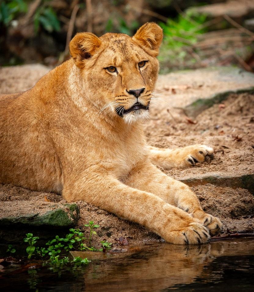 ZOO Antwerpen