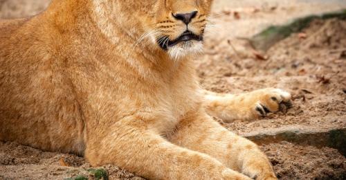 ZOO Antwerpen